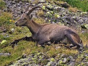 22 Stanbecco in riposo mattutino al Passo di Cigola